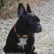 Photo de Bouledogue franais