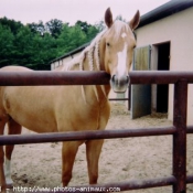 Photo de Quarter horse