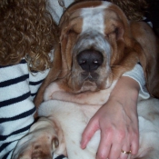 Photo de Basset hound