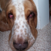 Photo de Basset hound