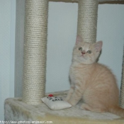 Photo de British shorthair