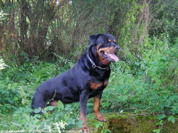 Photo de Rottweiler