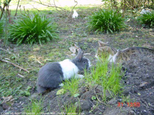 Photo de Races diffrentes