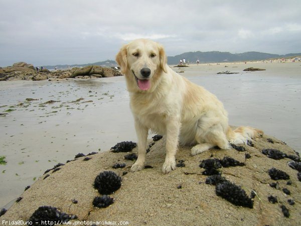 Photo de Golden retriever