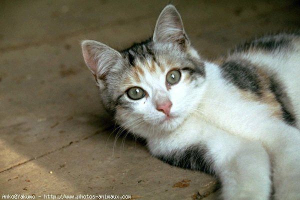 Photo de Chat domestique