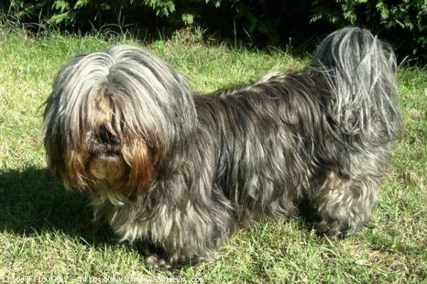 Photo de Shih tzu