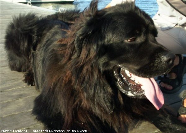 Photo de Chien de terre-neuve