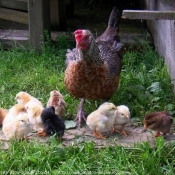 Photo de Poule