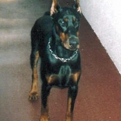 Photo de Dobermann