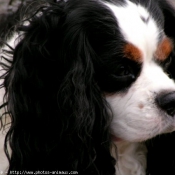 Photo de Cavalier king charles spaniel