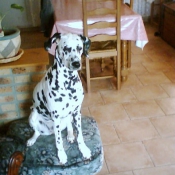 Photo de Dalmatien