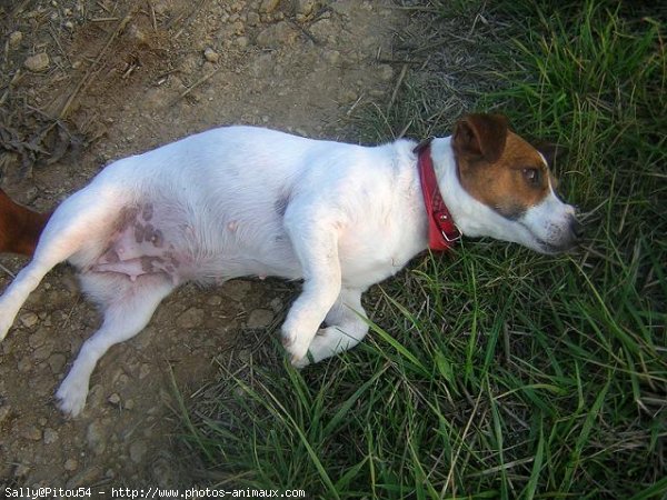 Photo de Jack russell terrier