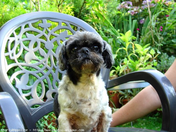 Photo de Shih tzu