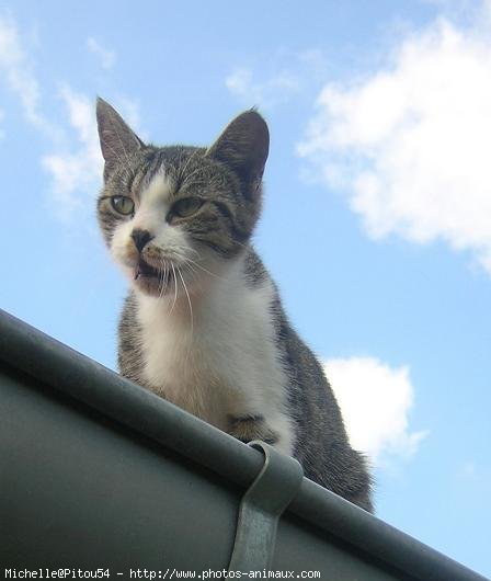 Photo de Chat domestique