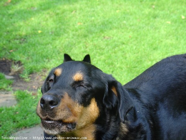 Photo de Rottweiler