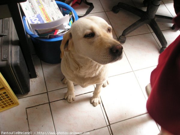 Photo de Labrador retriever