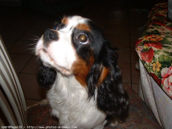 Photo de Cavalier king charles spaniel