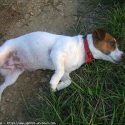 Photo de Jack russell terrier