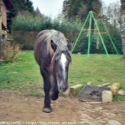 Photo de Haflinger