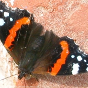 Photo de Papillon