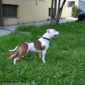 Photo de Staffordshire bull terrier