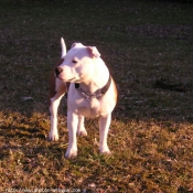 Photo de Staffordshire bull terrier