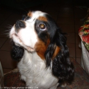 Photo de Cavalier king charles spaniel