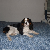 Photo de Cavalier king charles spaniel