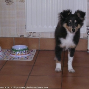 Photo de Chien de berger des shetland