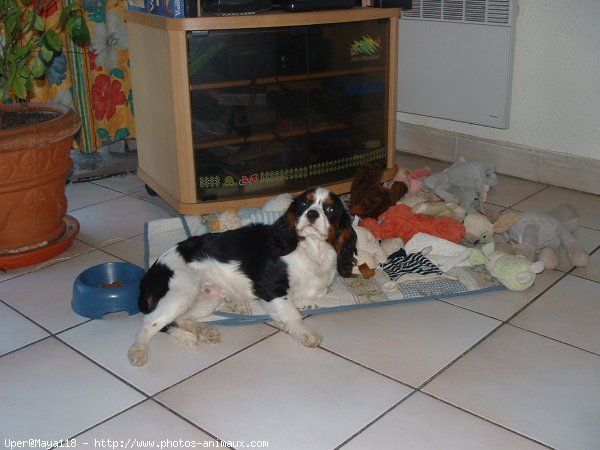 Photo de Cavalier king charles spaniel