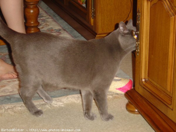 Photo de Chartreux