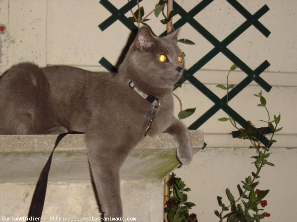 Photo de Chartreux