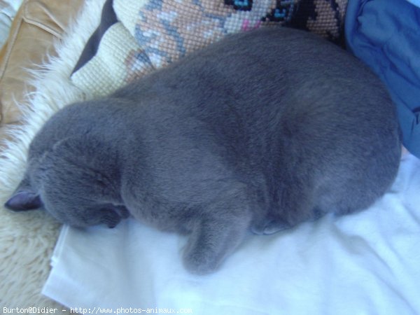 Photo de Chartreux