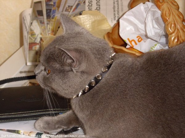 Photo de Chartreux