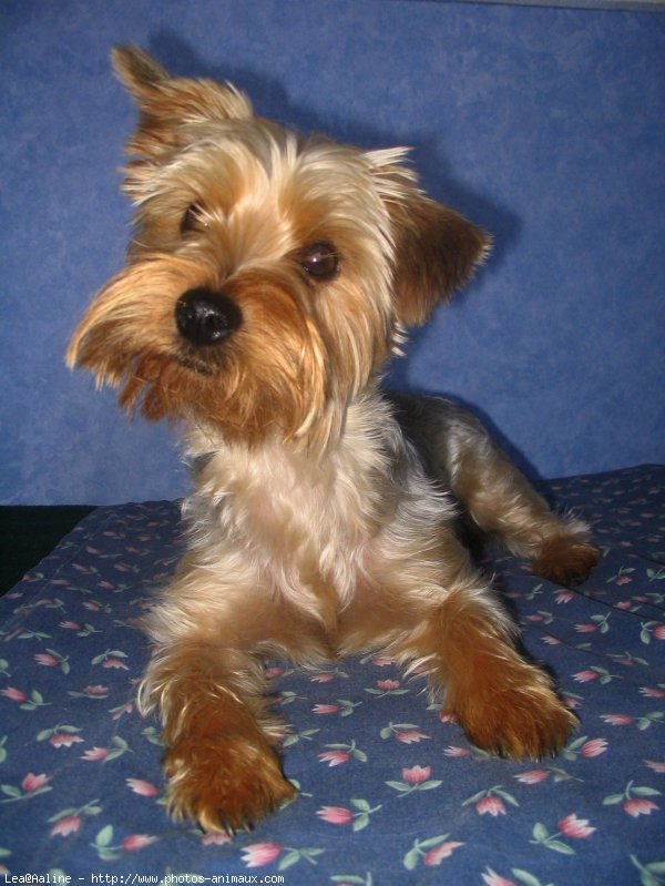 Photo de Yorkshire terrier