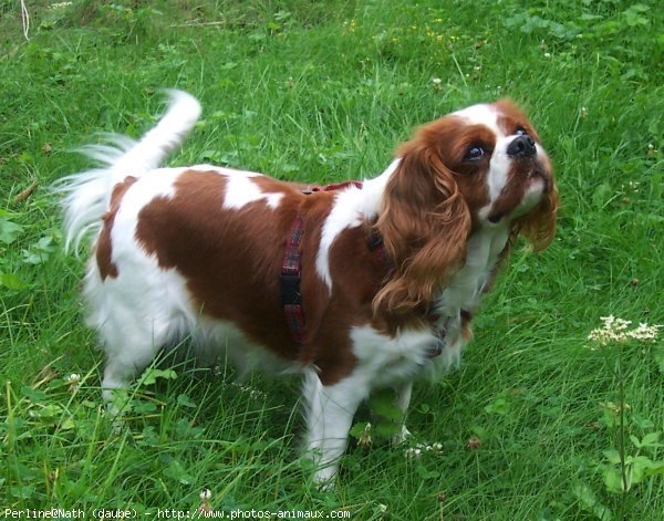 Photo de Cavalier king charles spaniel