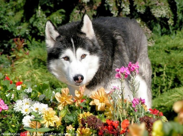 Photo de Husky siberien