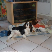 Photo de Cavalier king charles spaniel