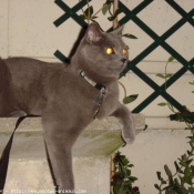 Photo de Chartreux