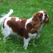 Photo de Cavalier king charles spaniel