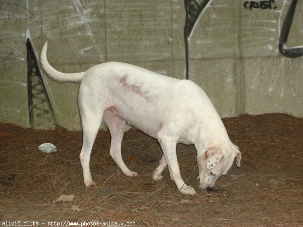 Photo de Dogue argentin