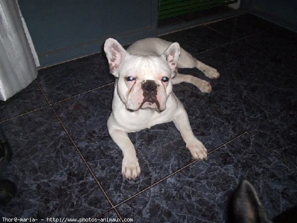 Photo de Bouledogue franais