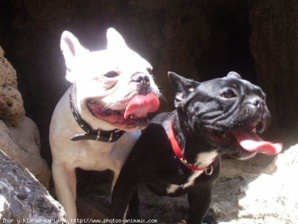 Photo de Bouledogue franais