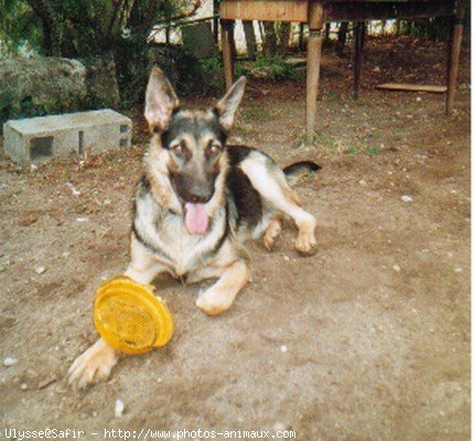 Photo de Berger allemand  poil court