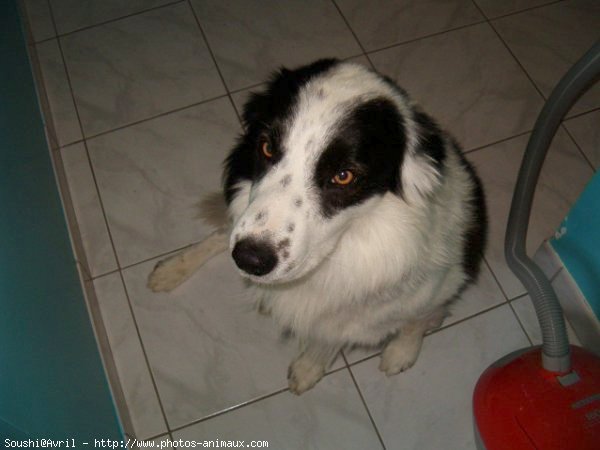 Photo de Border collie