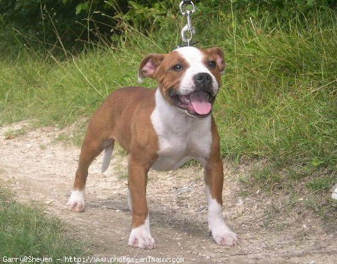 Photo de Staffordshire bull terrier