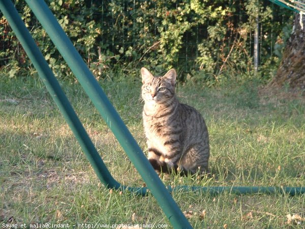 Photo de Chat domestique