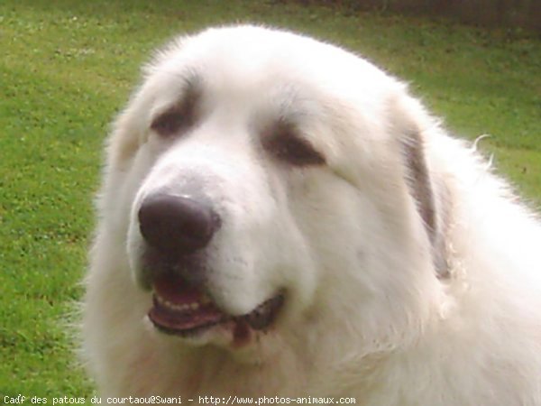 Photo de Chien de montagne des pyrnes