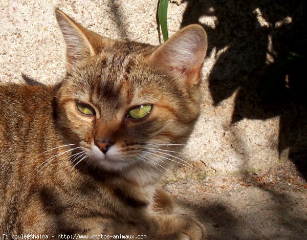 Photo de Chat domestique