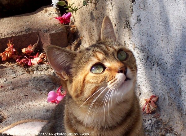 Photo de Chat domestique